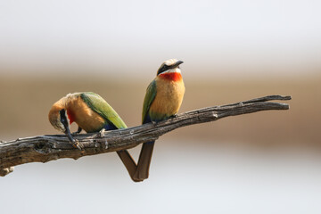 Bee-Eater Breeding Pair