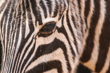 Zebra Portrait