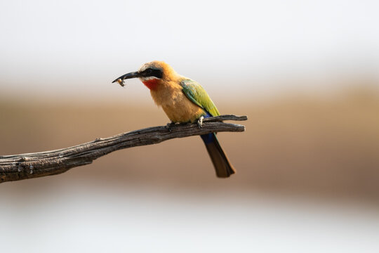 Bee-Eater with be in beck