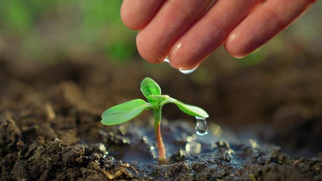 agriculture. farmer hand watering a plant sprout. nature earth agriculture business concept. drops sprout plant sapling close-up in ground water. farmer hand watering plant sprout on a black soil