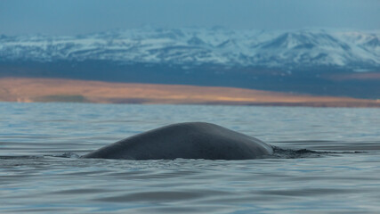 Blue whale surfacing calmly in the North Atlantic, around Icelandic waters with still a lot of snow in the mountains
