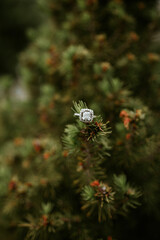 Engagement ring 