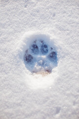 Winter white snow dog's paw impression