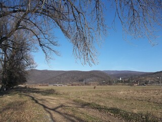 Obraz premium tree in the countryside