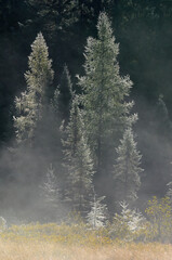 dew on evergreen trees on a misty morning in the forest. Algonquin park Ontario Canada