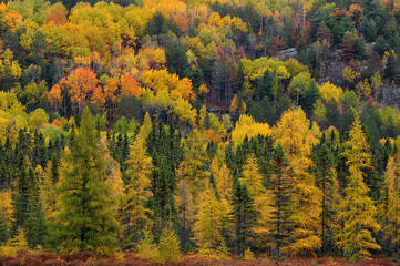 tamarack trees and autumn in the forest Algonquin Park Ontario Canada
