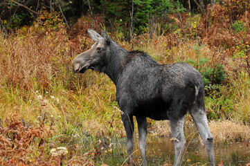 Cow Moose stood in forest of autumn colour Algonquin Park Ontario