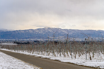 Fototapeta na wymiar 冬のりんご畑と安曇野の風景