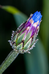 fleur en cours d'éclosion