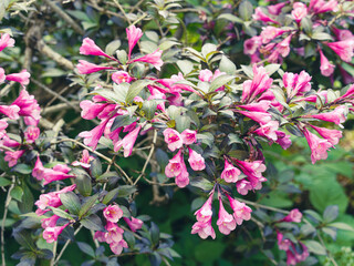 Weigelia pourpre nain ou Weigela Florida nana Purpurea | Arbuste buissonnat à floraison de boutons floraux rougeâtre en magnifiques fleurs rose-pourpré dans un beau feuillage contrasté vert pourpre