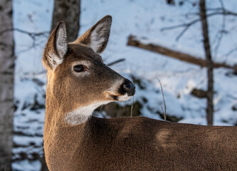 Whitetail doe deer in woods
