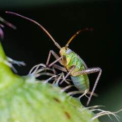 gros plan sur insecte