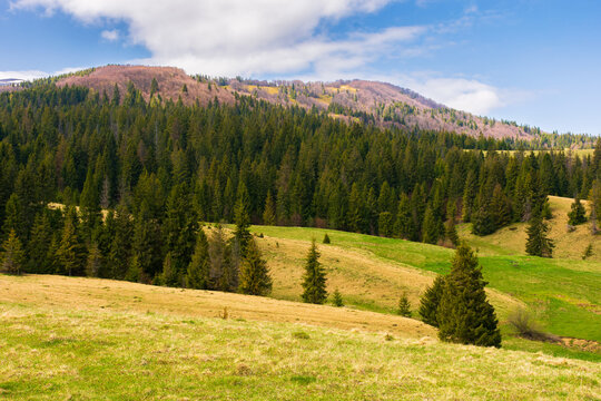 spruce forest on the hills. mountainous countryside landscape in spring. beautiful nature scenery of carpathians. weathered grass in the empty rural pasture. bright sunny weather