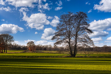 Einzelner Baum auf einem Feld vor einem blauen Himmel mit Wolken