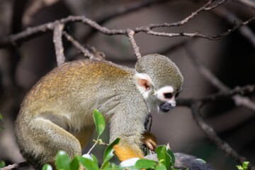 Close up Common Squirrel Monkey, Saimiri Sciureus