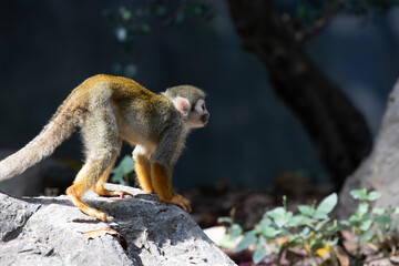 Obraz premium Close up Common Squirrel Monkey, Saimiri Sciureus