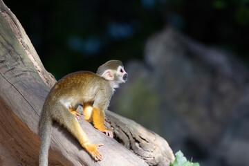 Close up Common Squirrel Monkey, Saimiri Sciureus