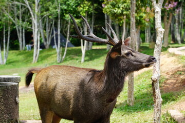 Wild deer in Khao Yai National Park in Thailand. A male with big horns.