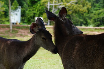 Wild animals in the Khao Yai National Park in Thailand. A family of wild deer.