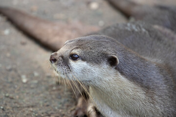 Close up Asian Small-Clawed Otter