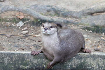 Fototapeta premium Close up Asian Small-Clawed Otter