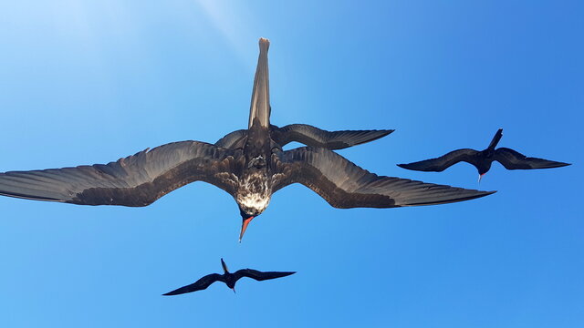 Silhouettes of magnificent frigate birds flying around a boat, Galapagos Islands, Ecuador