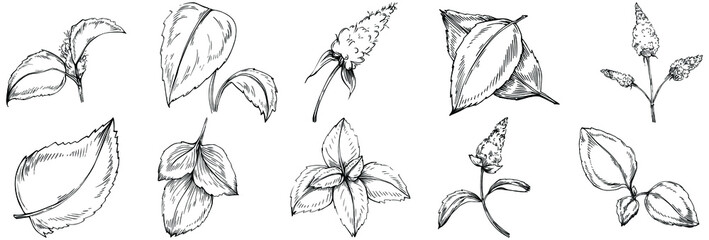 Mint vector isolated. Herbal engraved style illustration. Detailed organic product sketch. The best for design logo, menu, label, icon, stamp.