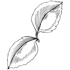 Mint vector isolated. Herbal engraved style illustration. Detailed organic product sketch. The best for design logo, menu, label, icon, stamp.