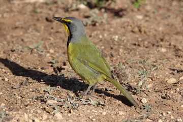 Bokmakierie Bird