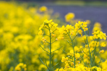 Fototapeta premium Blossomed yellow mustard flowers inside of an agricultural farm with selective focus