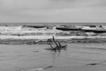 Baltic Sea ,close-up of an isolated tree root on the beach,black and white 
