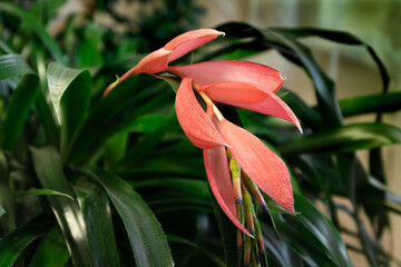 close-up photo of Billbergia nutans a beautiful flower on a natural background