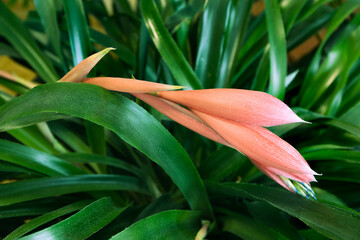 close-up photo of Billbergia nutans a beautiful flower on a natural background