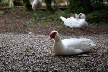 Close up Domestic Muscovy duck