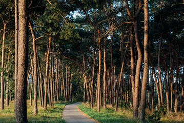 View of the path through the pine forest at sunrise.