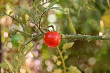 closeup the red ripe tomato growing with leaves and plant in the farm over out of focus green brown background.