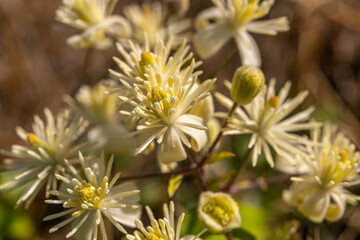La Clématite des haies ou Clématite vigne-blanche (Clematis vitalba L., 1753)