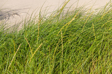 Elymus farctus (chiendent des sables, chiendent piquant)