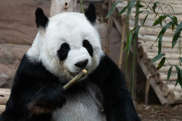 Cute Panda is Eating bamboo