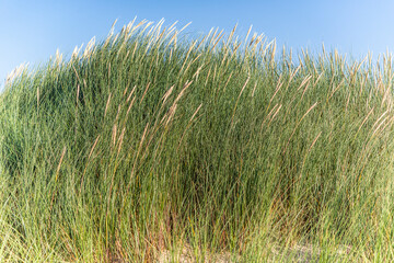 oyat (Ammophila arenaria)
