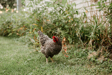 Chicken walking