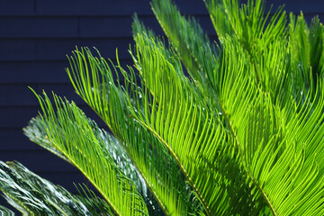 Tropical leaves texture close up background. Beautiful palm tree in Turkey .Green branches of a Palm tree. Incredibly beautiful green natural background.Beauty in nature. Tropical plant. Exotic travel