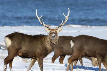 冬のエゾシカと海　野付半島　北海道
