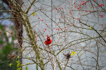 Birds eating from a feeder