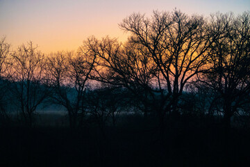 Naklejka premium sunset in the forest