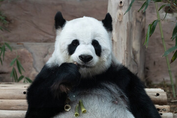 A Portrait of Female Panda