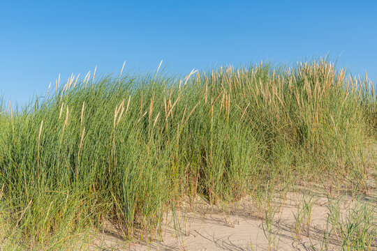 oyat (Ammophila arenaria)