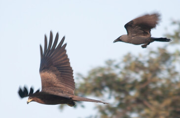 red tailed hawk in flight