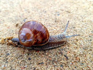 a snail in a shell gliding the road after a rain 