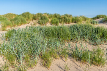 Chiendent des sables (Elymus farctus),  élyme des sables (Leymus arenarius ), oyats (Ammophila arenaria)